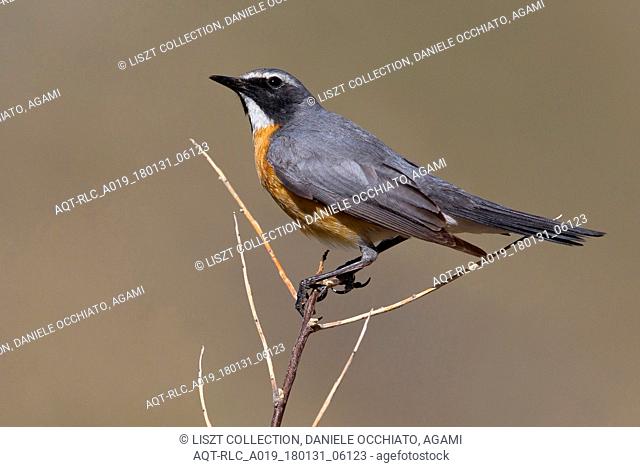 Male White-throated Robin, White-throated Robin, Irania gutturalis