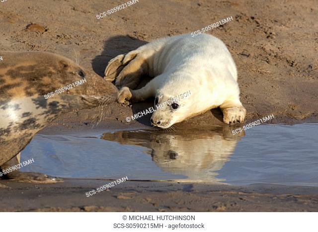 Grey Seal Halichoerus grypus pup in white lanugo coat by pool of water near its mother November Donna Nook, Lincolnshire, UK