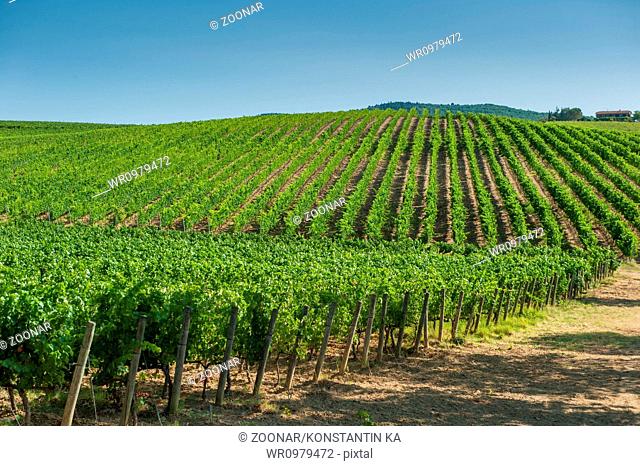 Vineyard in Orcia Valley, Tuscany