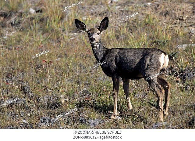 Schwarzwedelhirsch Kalb im Fruehling aeugt aufmerksam - (Maultierhirsch - Grossohrhirsch) / Black-tailed Deer fawn in springtime looking alert - (Mule Deer -...