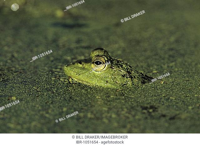 Bullfrog (Rana catesbeiana), adult camouflaged in duckweed (Lemnaceae), Sinton, Coastal Bend, Texas Coast, USA