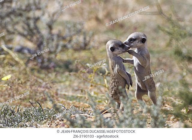 Meerkats (Suricata suricatta), two young males playing at burrow, nose to nose, Kgalagadi Transfrontier Park, Northern Cape, South Africa, Africa