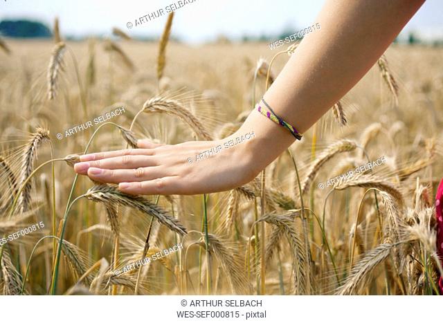 Hand of a young woman touching spikes in a grain field, close-up