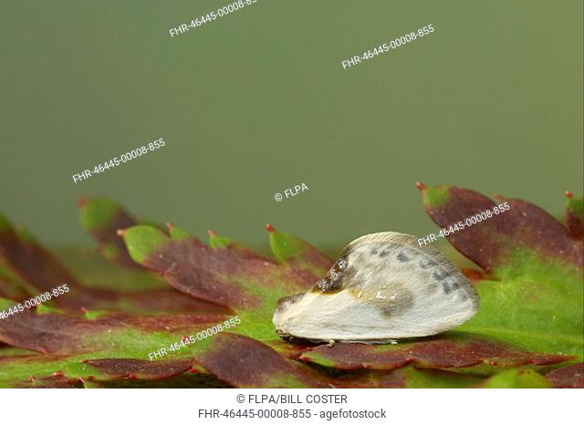 Chinese Character Moth Cilix glaucata adult, bird-dropping mimic, resting on leaf, Essex, England