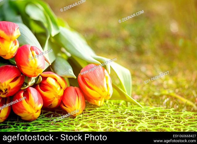 Spring Background with Flowers on green grass and copy space