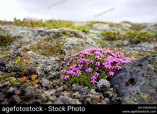 Icelandic pink flowers in Skaftafell natural park