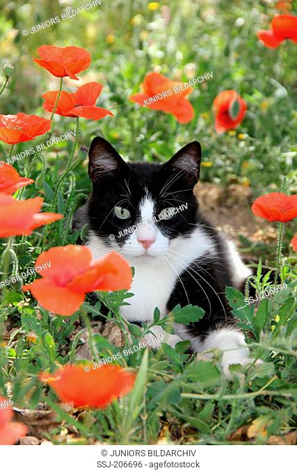 Domestic cat. Black-and-white cat lying in a meadow with Poppy flowers. Spain