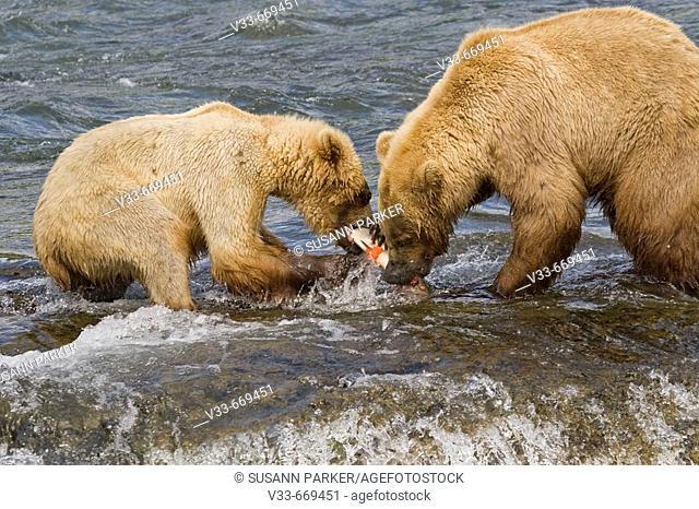 Grizzly Bear mom and her cub with a fresh catch of salmon in Katmai National Park, Alaska, USA