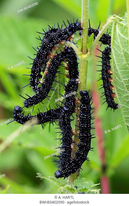 Peacock butterfly, European Peacock (Inachis io, Nymphalis io), caterpillars feed on nettle , Germany, Bavaria