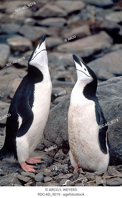 Bearded Penguins pair Cooper Bay South Georgia Pygoscelis antarctica