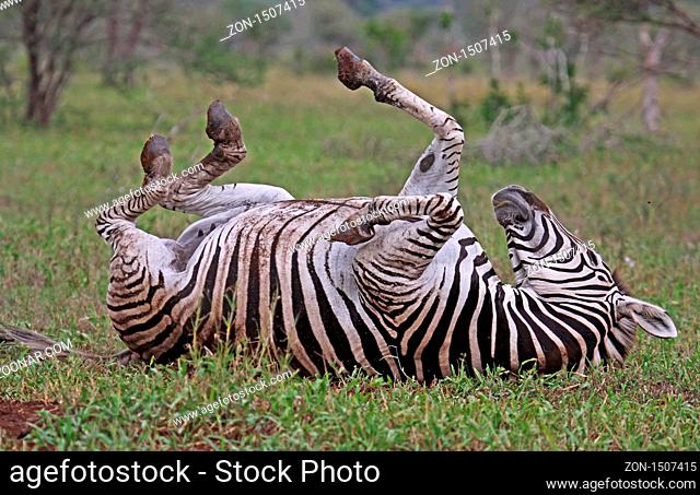 Steppenzebra, Südafrika, South Africa, Plains Zebra, Perissodactyla, Equus quagga ------------------------------ a wildlife document