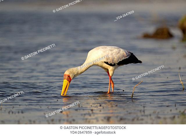 Yellow-billed Stork (Mycteria ibis) - Hunting in the river. Chobe National Park, Botswana