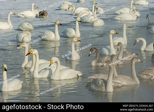 Whooper swans (Cygnus cygnus) swimming in water kept ice-free by hot springs at the shore of Lake Kussharo, which is a caldera lake in Akan National Park