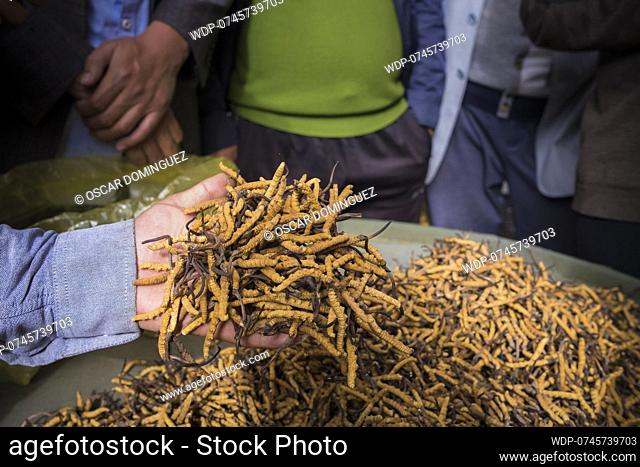 Selecting the Caterpillar Fungus or Yartsa Gunbu (Ophiocordyceps sinensis) for sale. The caterpillar fungus is considered an aphrodisiac and a cure-all for any...