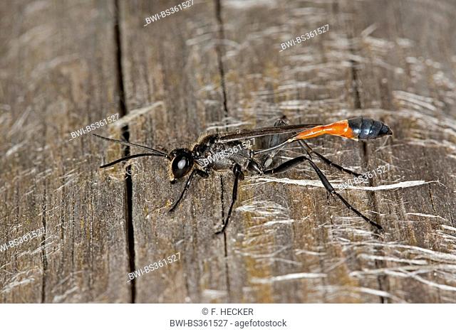 Red-banded sand wasp (Ammophila sabulosa), male, Germany