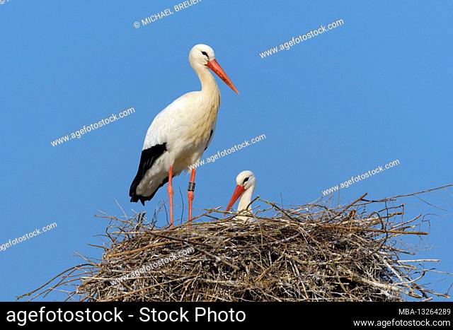 White storks on the nest, March, Hesse, Germany