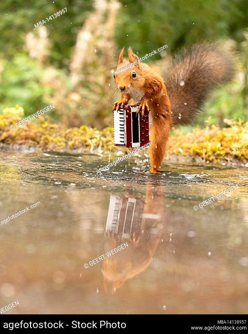 red squirrel is holding an accordion in water