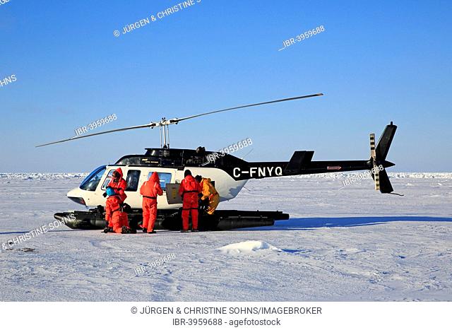 Helicopter trip to watch Harp Seals or Saddleback Seals, pack ice, Magdalen Islands, Gulf of Saint Lawrence, Quebec, Canada
