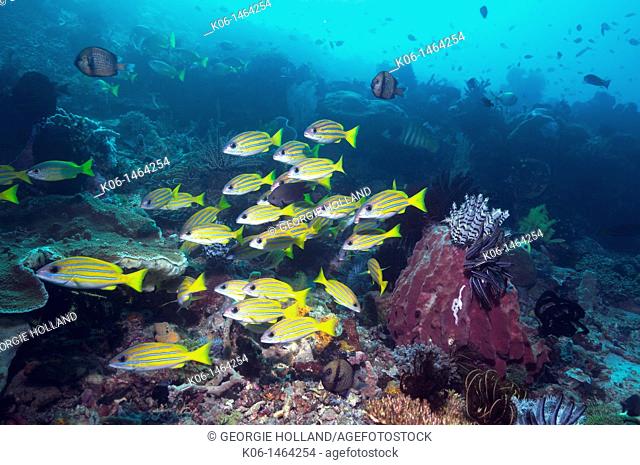 Blueline or Kasmira snappers Lutjanus kasmira over coral reef with barrel sponge  Komodo National Park, Indonesia