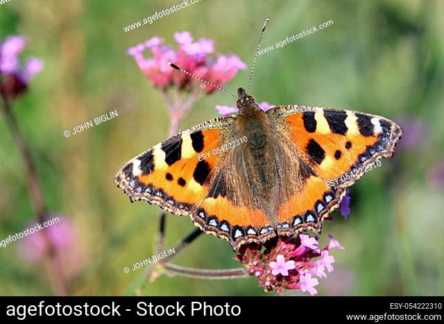 Small tortoiseshell butterfly, Aglais urticae, on an Argentinian vervain, Verbena bonariensis, flower with wings open and a blurred plant background