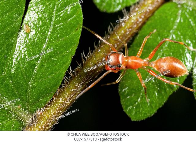 Ant mimic spider found at Kampung Skudup, Sarawak, Borneo
