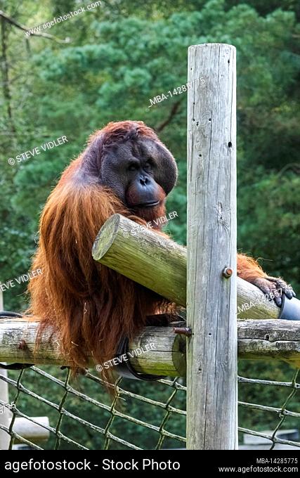 England, Dorset, Monkey World Attraction, Orangutan
