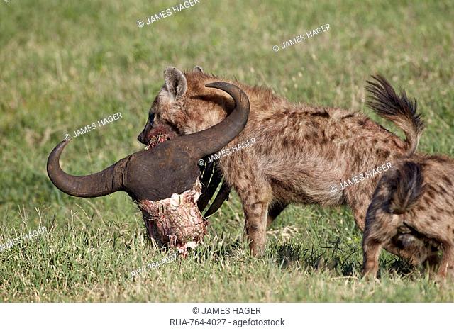 Spotted Hyena or Spotted Hyaena (Crocuta crocuta) with a Cape Buffalo skull, Ngorongoro Crater, Tanzania