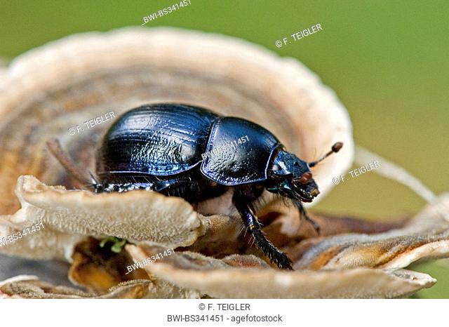 Common dor beetle (Anoplotrupes stercorosus, Geotrupes stercorosus), on a bracket fungus, Germany