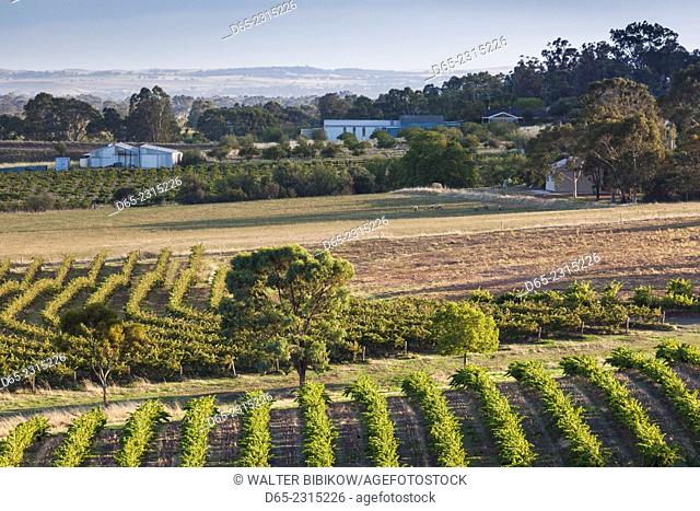 Australia, South Australia, Barossa Valley, Tanunda, elevated vineyard view from Mengler's Hill