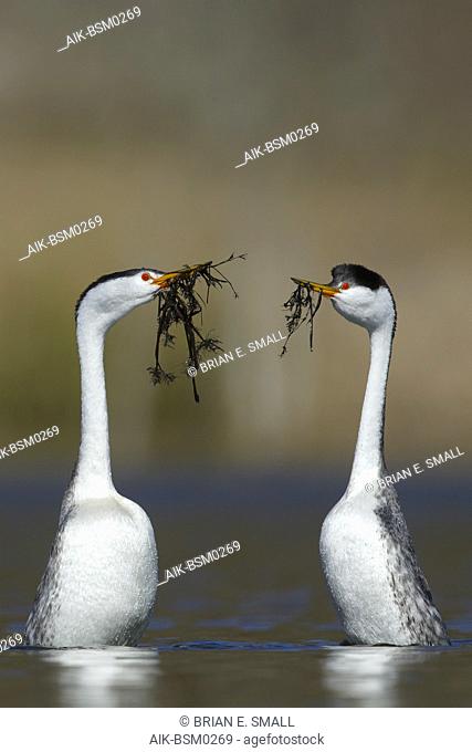 Pair of Clark's Grebe (Aechmophorus clarkii) in ""reed"" display, also know as weed ceremony, in a freshwater lake in San Diego County, California, USA