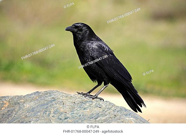 American Crow Corvus brachyrhynchos adult, standing on rock, California, U S A
