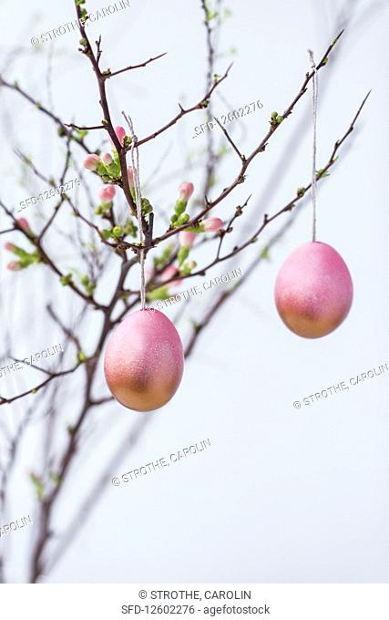 Coloured Easter eggs on a quince sprig