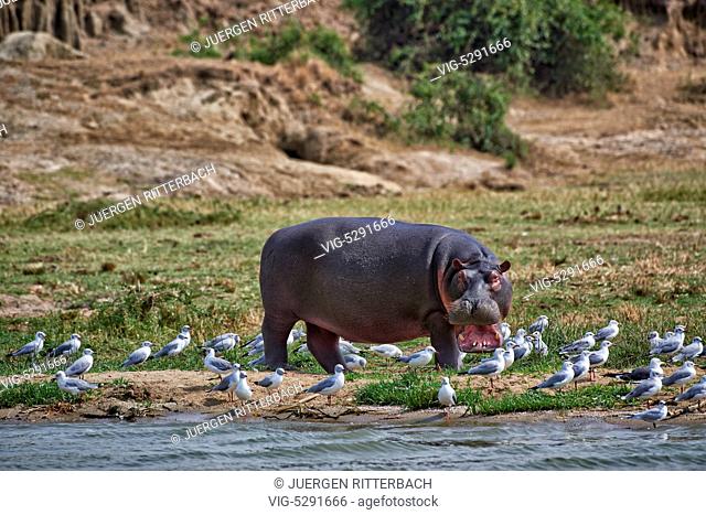 Hippopotamus, Hippopotamus amphibius, Kazinga Channel, Queen Elizabeth National Park, Uganda, Africa - Uganda, 14/02/2015