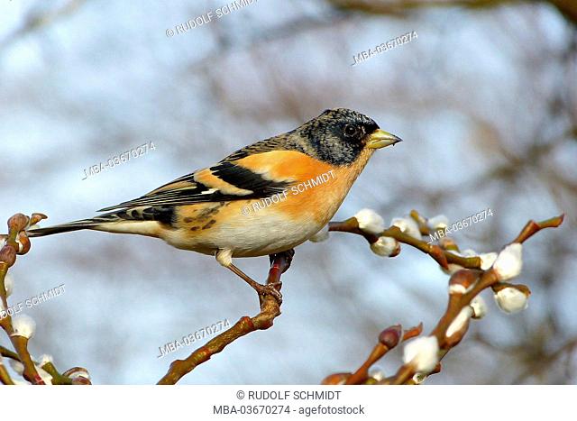 Mountain finch, male, Fringilla montifringilla, basic plumage, willow catkin