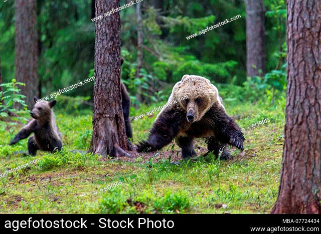 Brown bears, Ursus arctos, wildlife, Finland