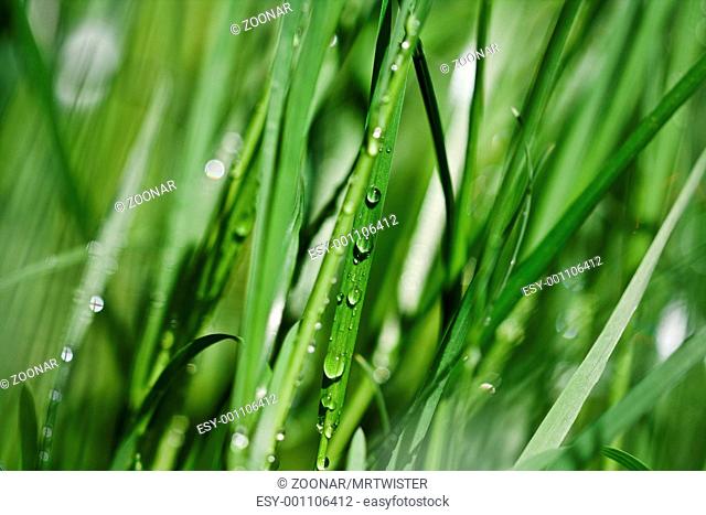 Grass and Water Droplets