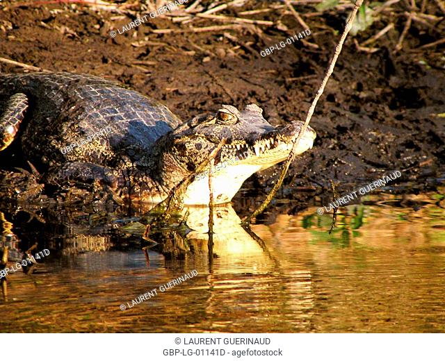 Alligator, Nature, Pantanal, Mato Grosso do Sul, Brazil
