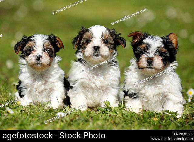 Biewer Yorkshire Terrier Puppies