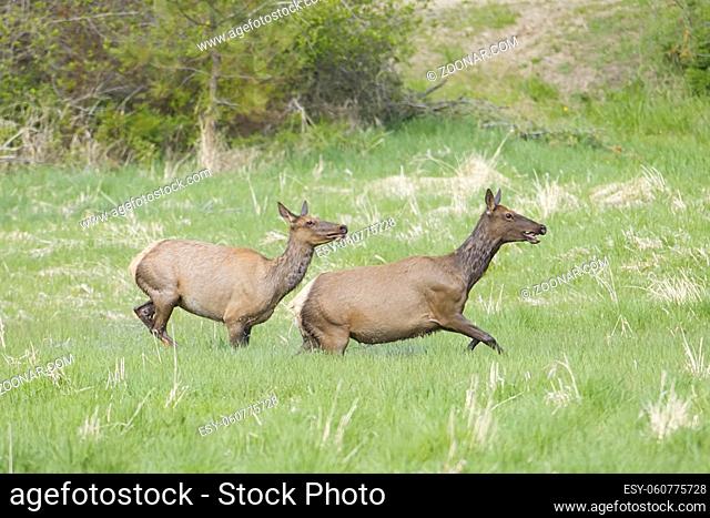 Two elk are running across a grassy field near Coeur d'Alene, Idaho