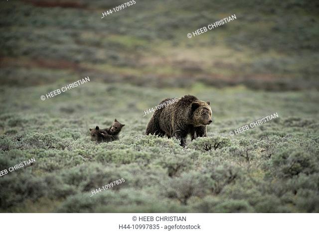 USA, Wyoming, Grand Teton, National Park, Grizzly mom with cubs, (m)