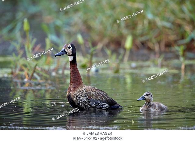 White-faced Whistling Duck (Dendrocygna viduata) adult and duckling, Kruger National Park, South Africa, Africa