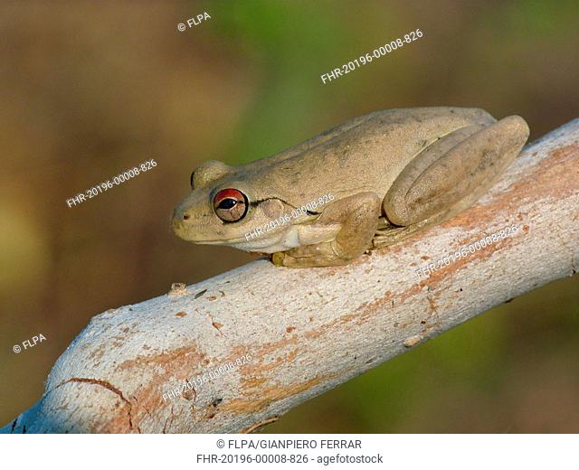 Roth's Frog Litoria rothii adult, sitting on eucalyptus branch, Western Australia, Australia