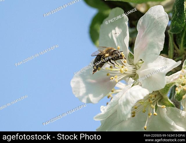 04 May 2022, Hessen, Frankfurt/Main: A bee sits in the blossom of a fruit tree in a meadow orchard on the Lohrberg. Photo: Andreas Arnold/dpa