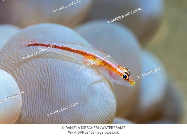Ghost Goby on Bubble Coral, Pleurosicya mossambica, Ambon, Moluccas, Indonesia