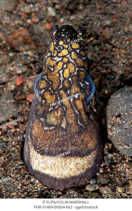 Napoleon Snake-eel (Ophichthus bonaparti) adult, close-up of head, at burrow entrance in sand, Seraya, Bali, Lesser Sunda Islands, Indonesia, December