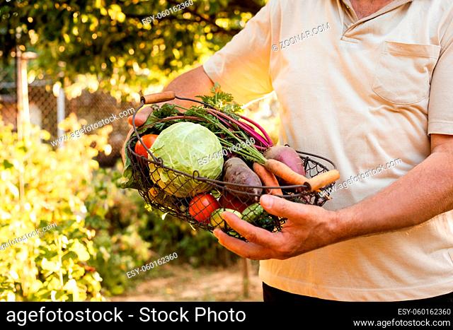 Elderly man holds in his hands a basket with fresh vegetables. He stands on the background of the garden