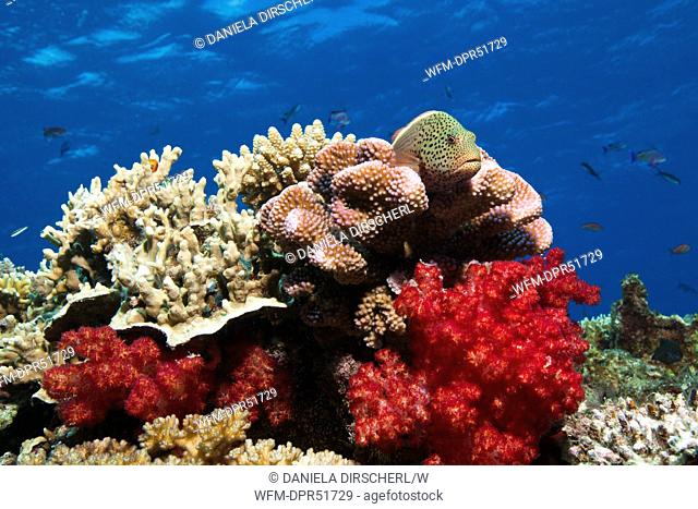 Blackside Hawkfish in Coral Reef, Paracirrhites forsteri, Beqa Lagoon, Viti Levu, Fiji