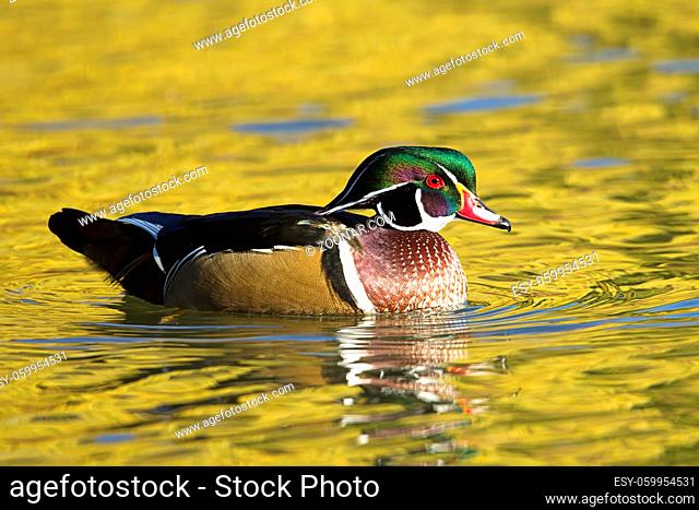 Close up of male wood duck swimming in water at Cannon Hill Park in Spokane, Washington