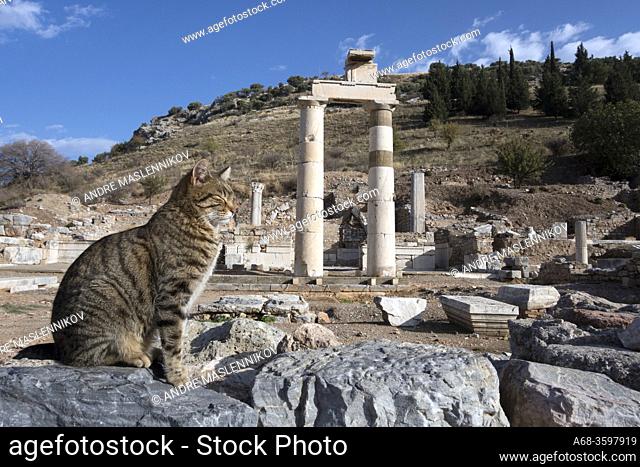Cat resting on a rock. Motifs from the ancient Roman city of Ephesus in Turkey. Here are many cats that seem completely carefree by all the tourists who visit...