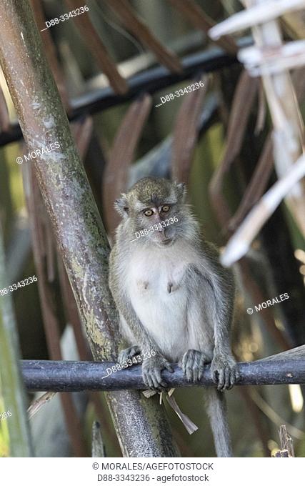 Asia, Indonesia, Borneo, Tanjung Puting National Park, Crab-eating macaque or long-tailed macaque (Macaca fascicularis), adlut male near by the water
